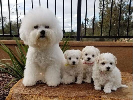 PoulaTo: Φλυτζάνι τσαγιού Bichon Frize